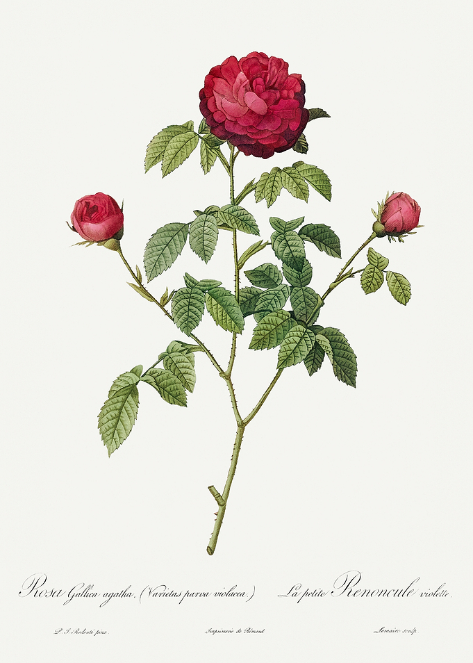 Les Roses 1824 HQ Original