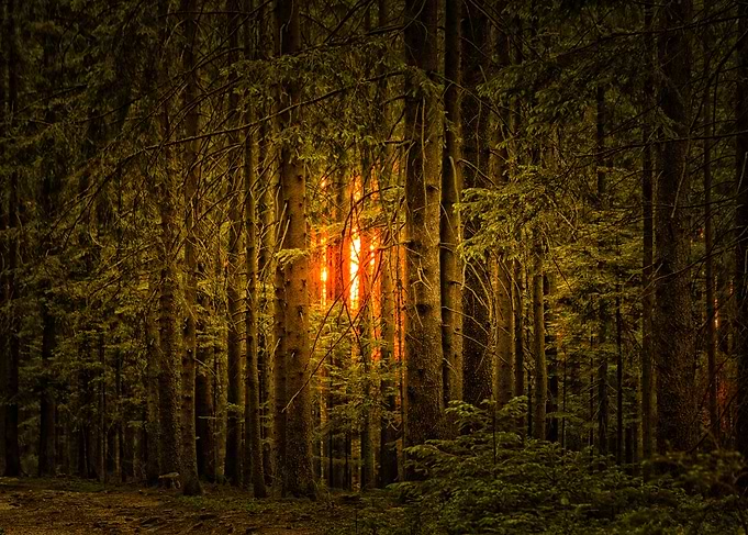 Magic light in the forest