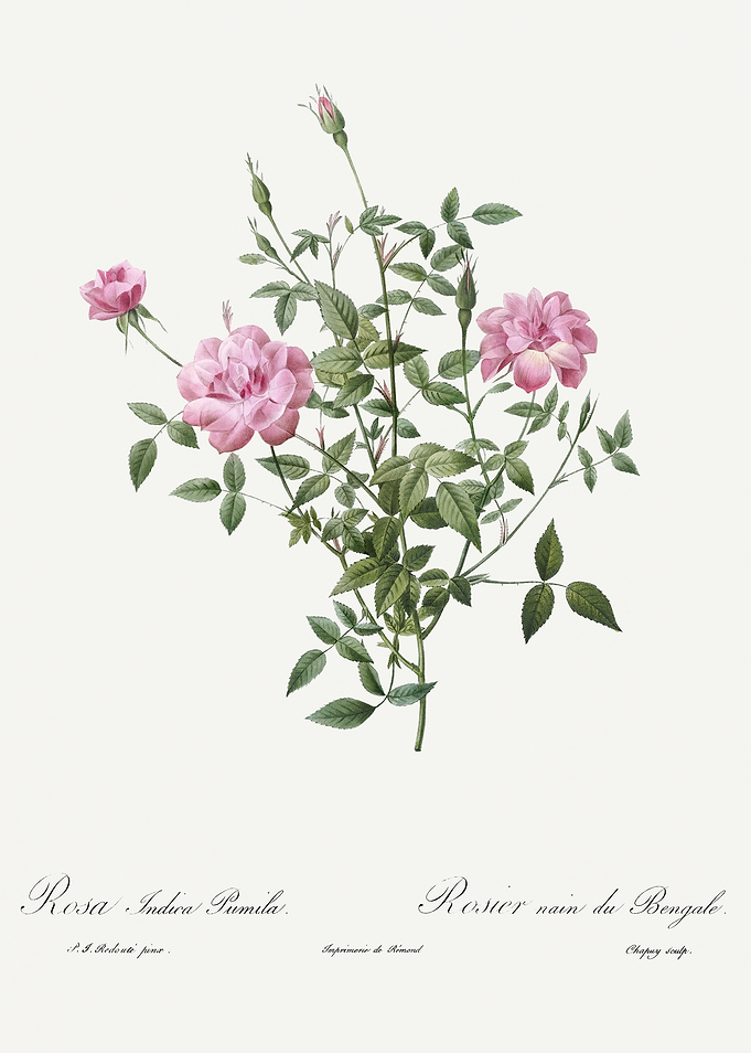 Les Roses 1824 HQ Original