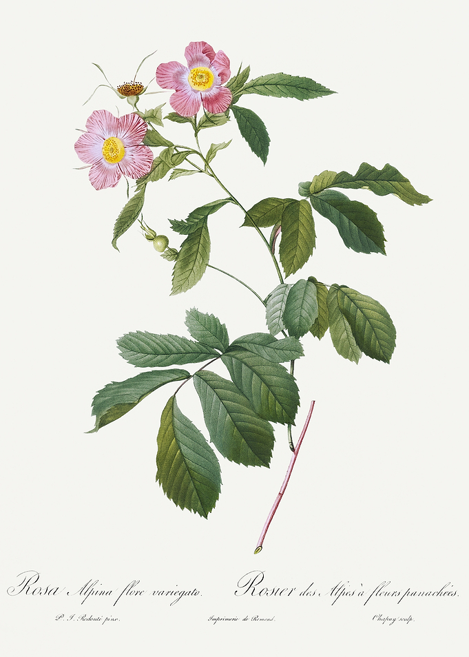 Les Roses 1824 HQ Original