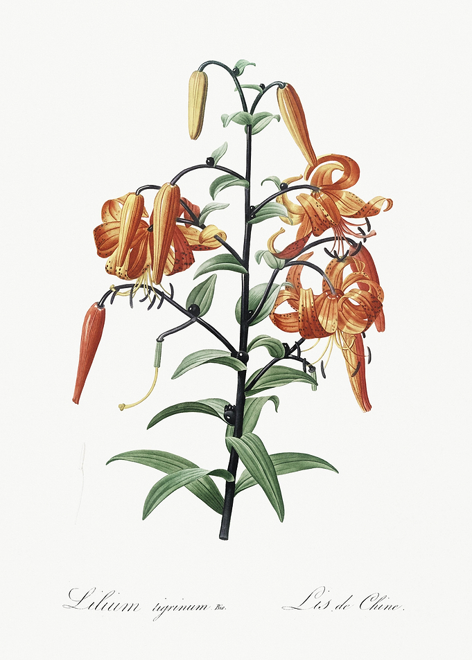Tiger Lily Illustration Fr