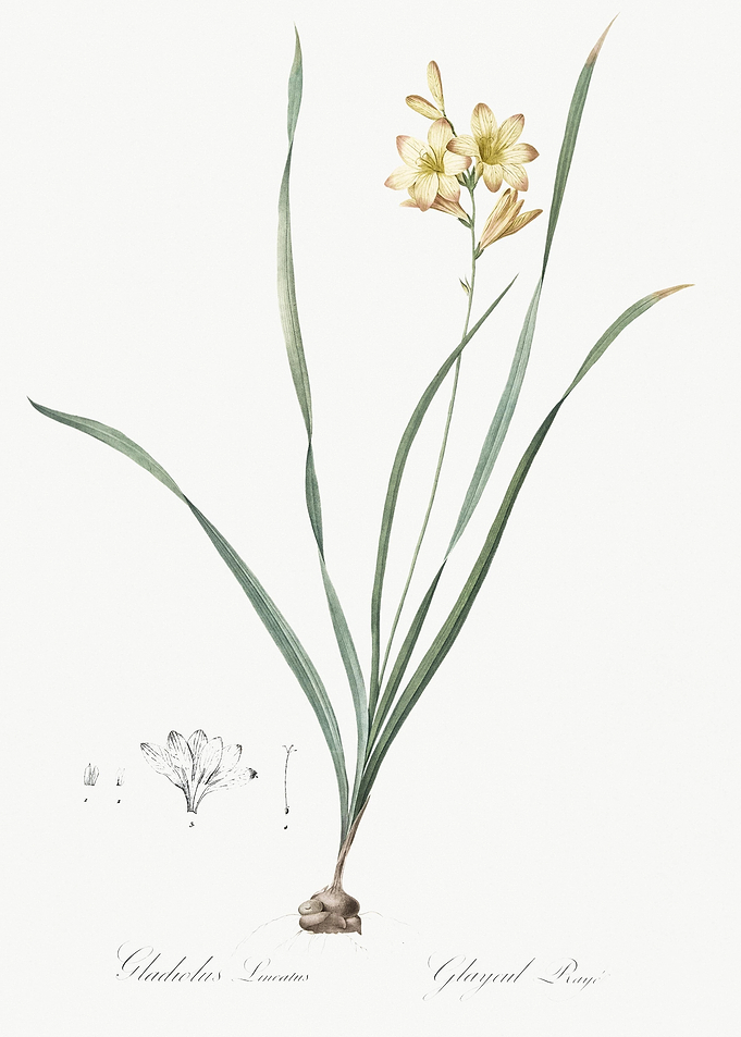 Gladiolus Lineatus Illustr