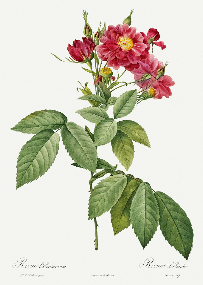 Les Roses 1824 HQ Original