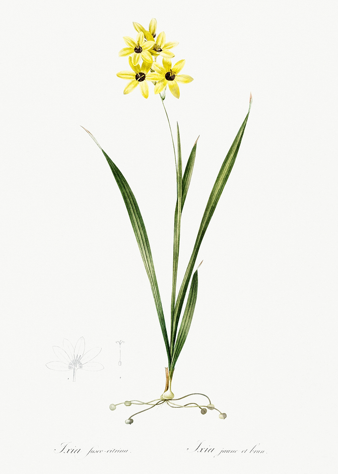 Ixia Fusco Citrina Illustr