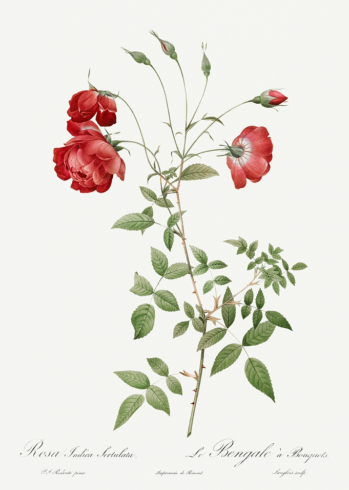 Les Roses 1824 HQ Original