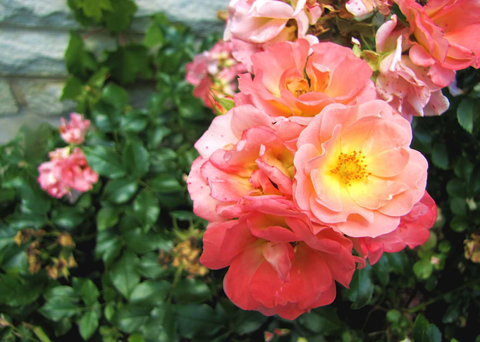 Pink Rose