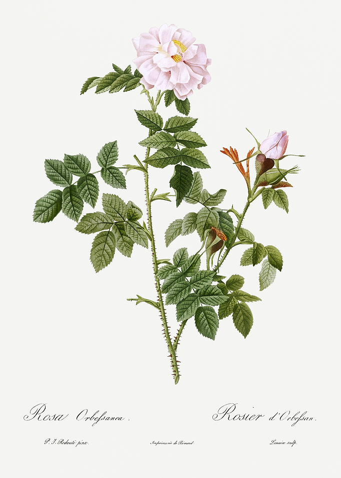 Les Roses 1824 HQ Original
