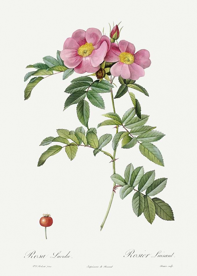 Les Roses 1824 HQ Original