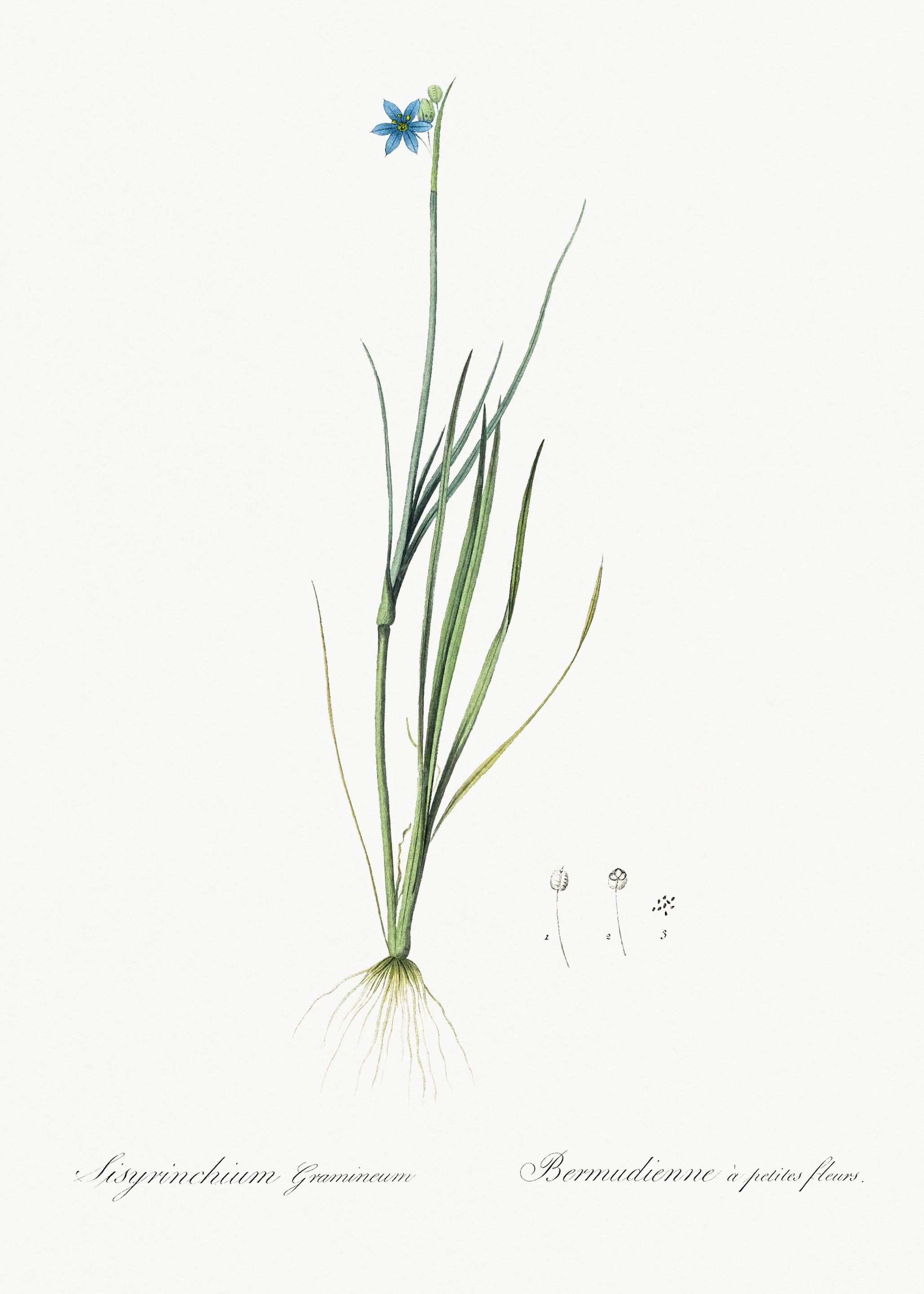 NarrowLeaf BlueEyedGrass I