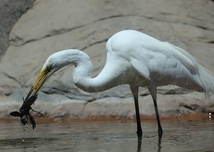 No Regret Egret