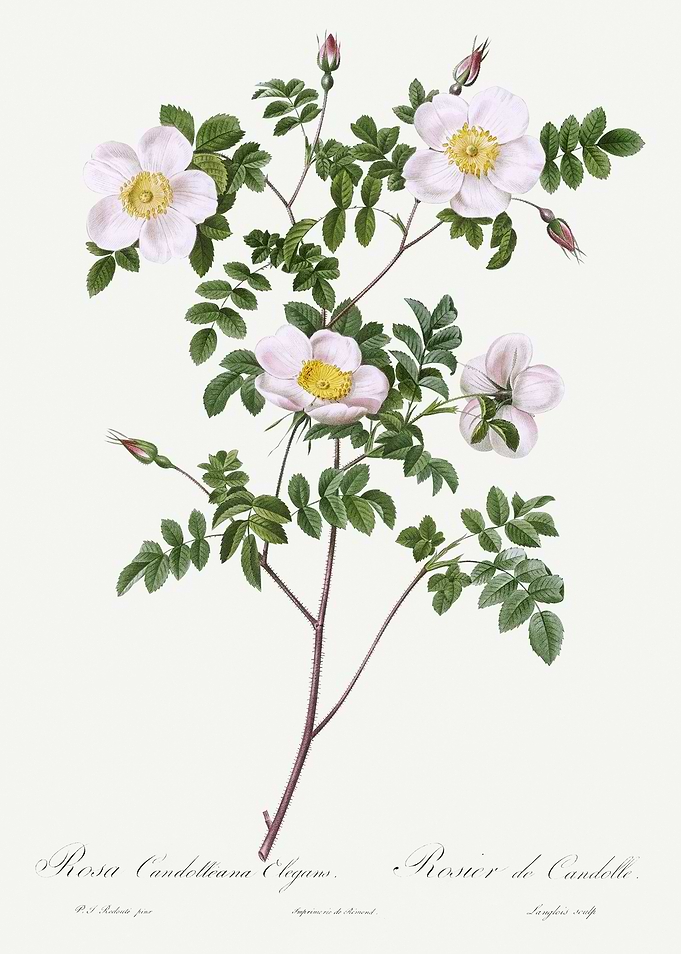 Les Roses 1824 HQ Original