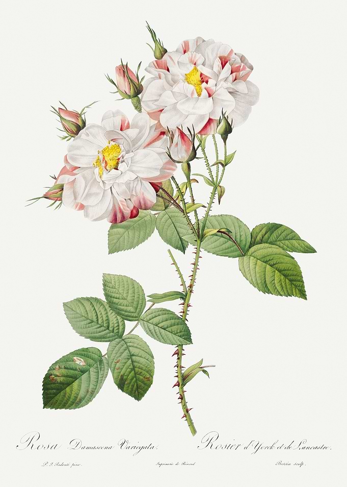 Les Roses 1824 HQ Original