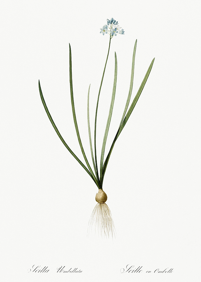 Spring Squill Illustration