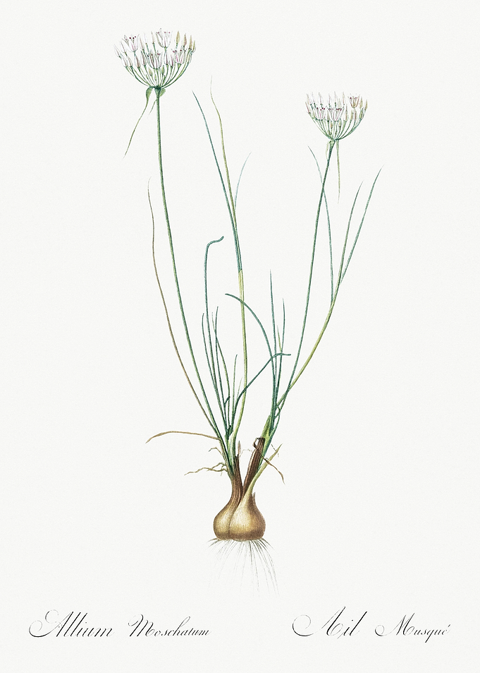 Allium Moschatum Illustrat