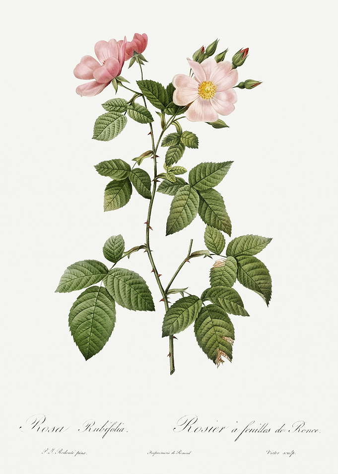 Les Roses 1824 HQ Original