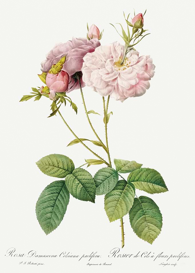 Les Roses 1824 HQ Original