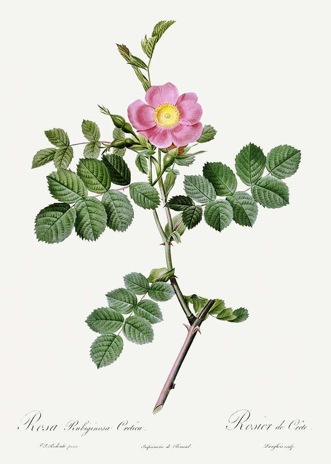 Les Roses 1824 HQ Original