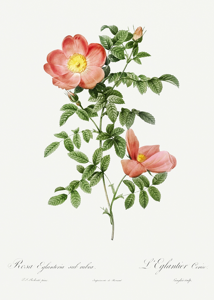 Les Roses 1824 HQ Original
