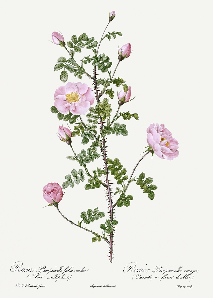 Les Roses 1824 HQ Original