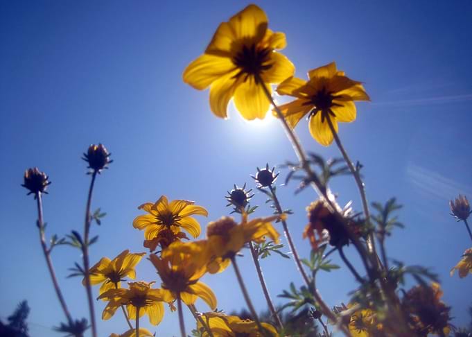 Summer Sky Flowers 2