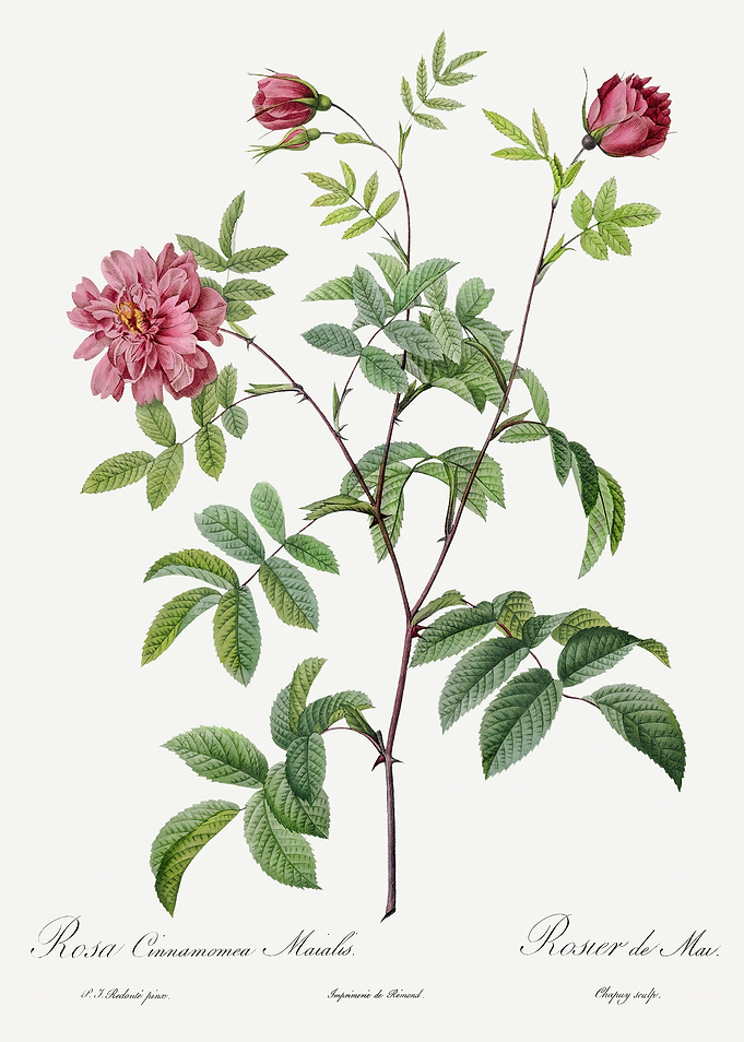 Les Roses 1824 HQ Original