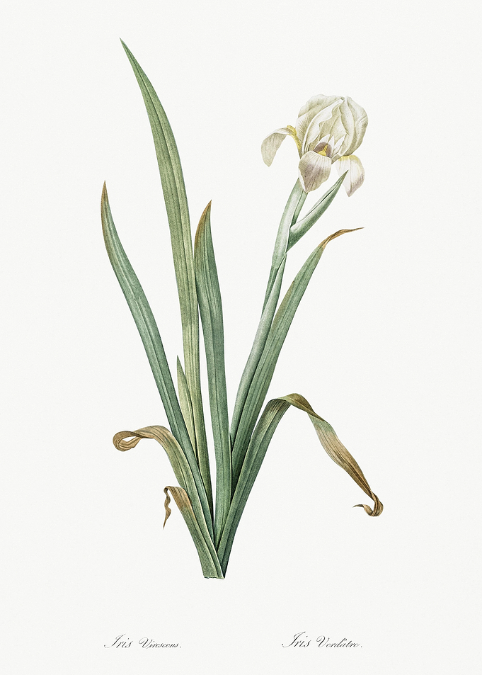 Crimean Iris Illustration