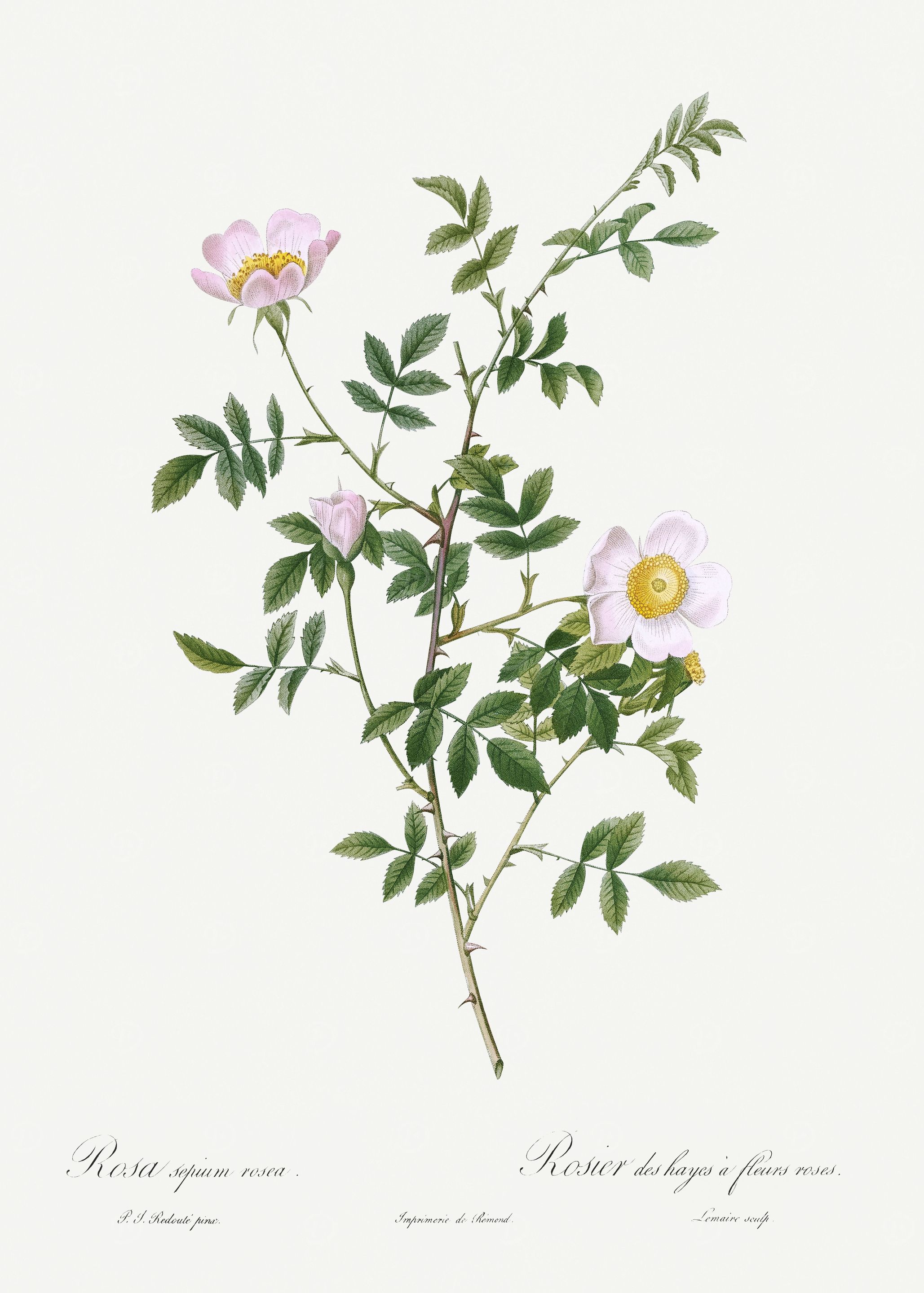 Les Roses 1824 HQ Original