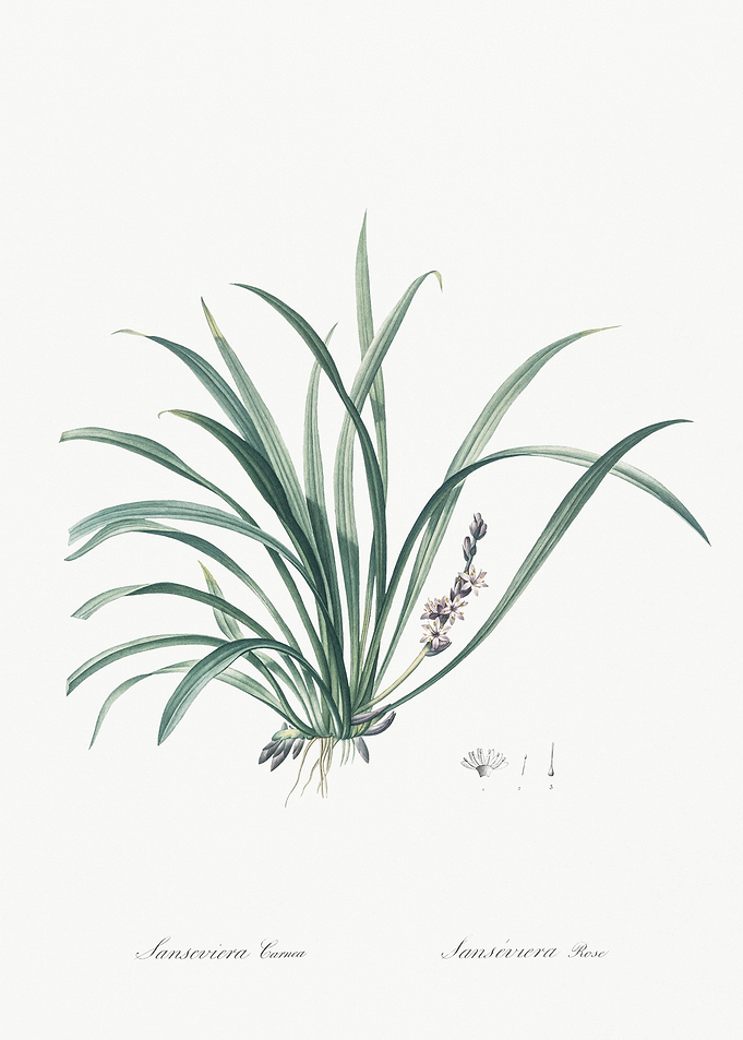 Sansevieria Carnea Illustr