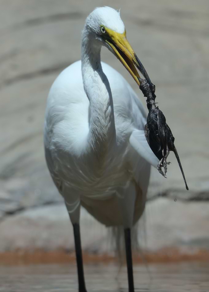 No Regret Egret