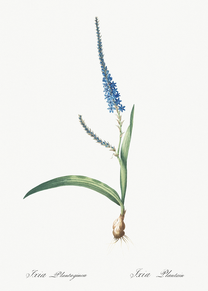 Ixia Plantaginea Illustrat