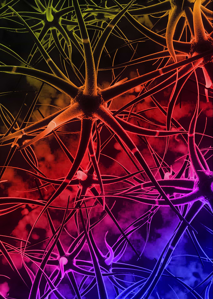 Nerve cells ll