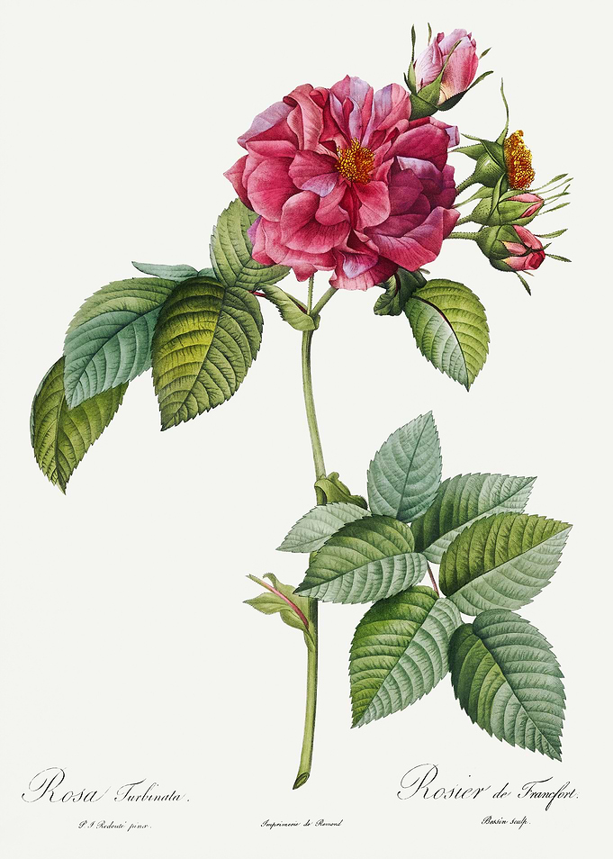 Les Roses 1824 HQ Original