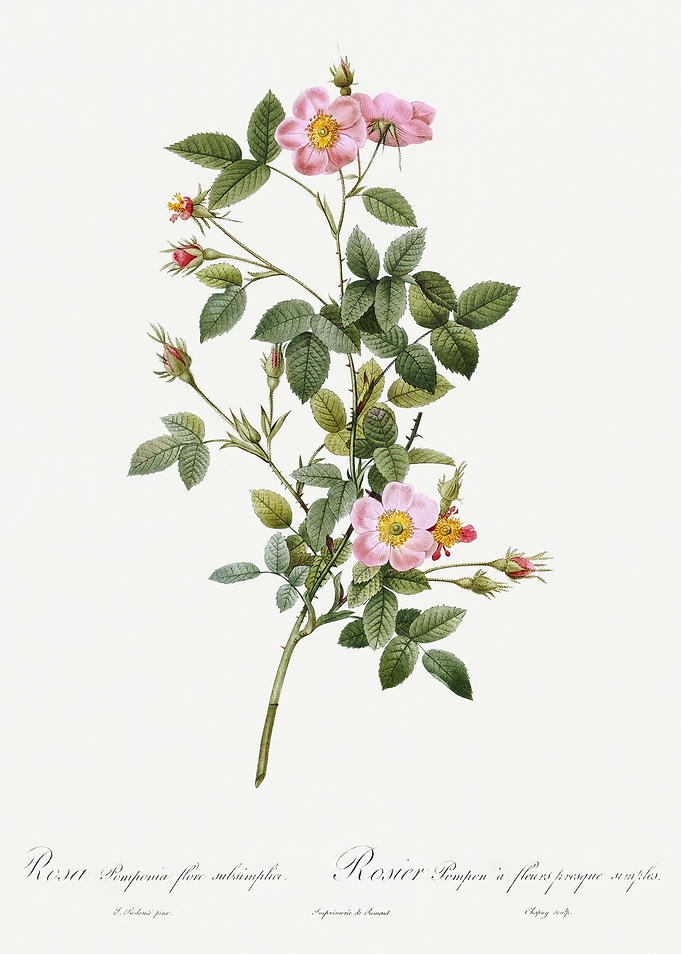 Les Roses 1824 HQ Original