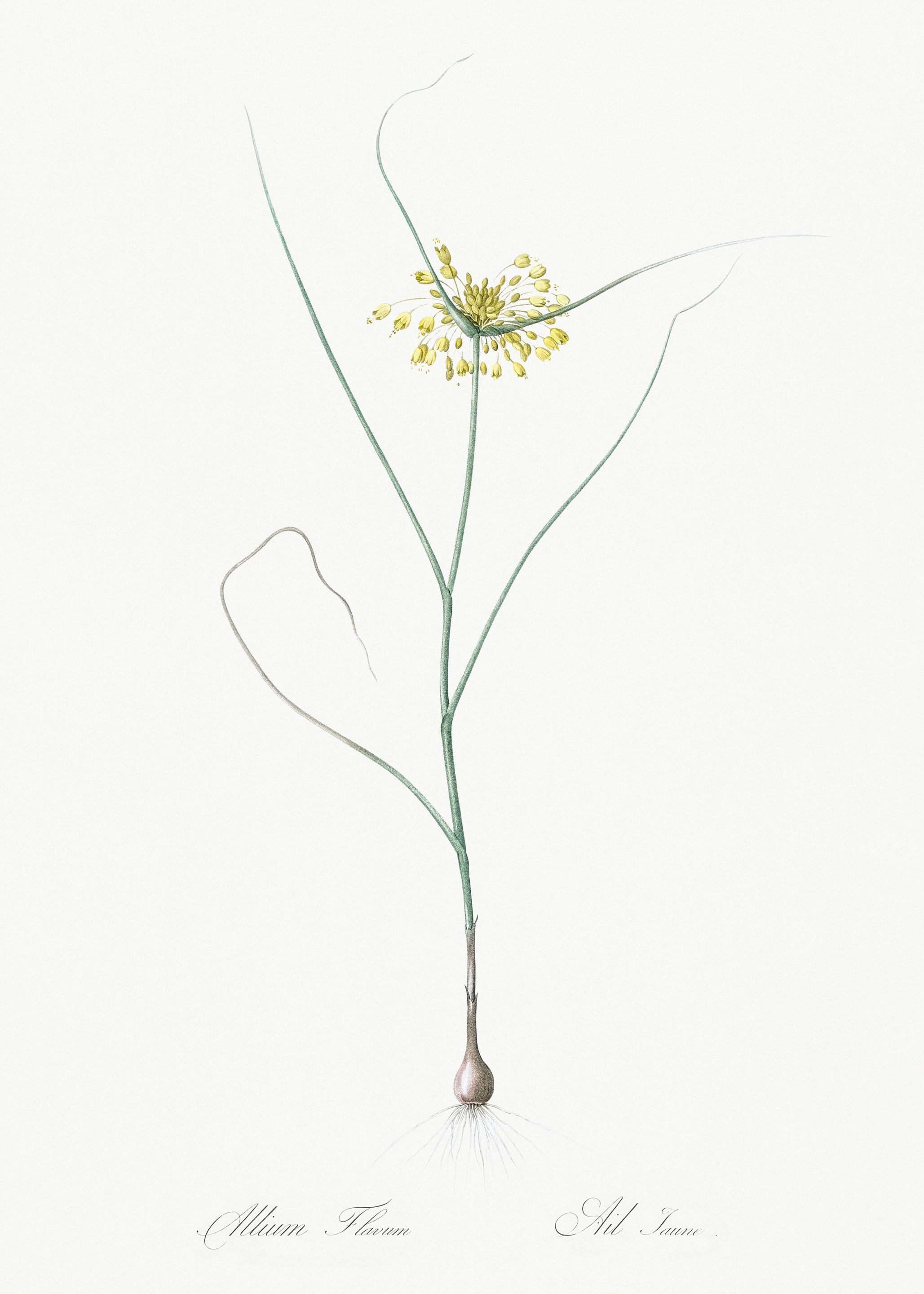 Small Yellow Onion Illustr