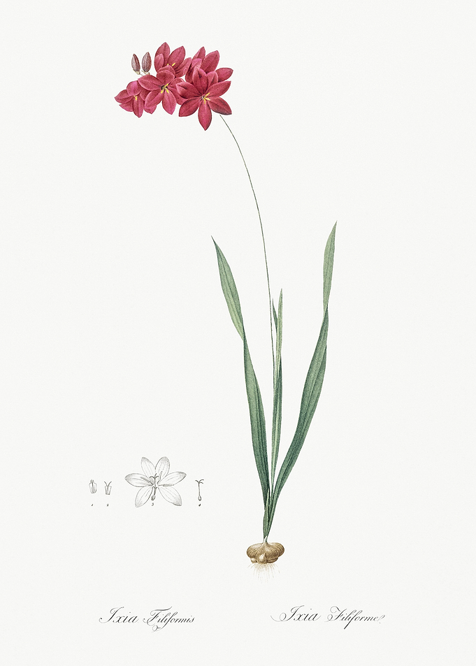 Ixia Filiformis Illustrati