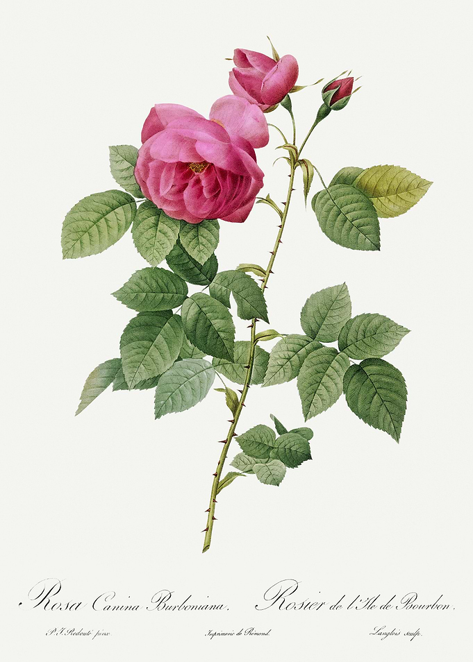 Les Roses 1824 HQ Original