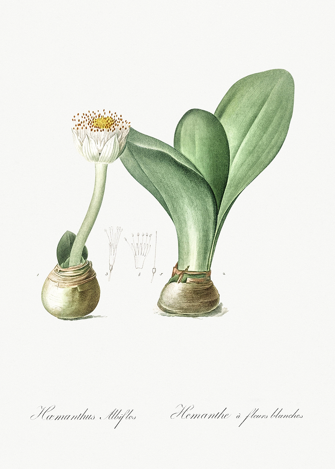 Paintbrush Illustration Fr