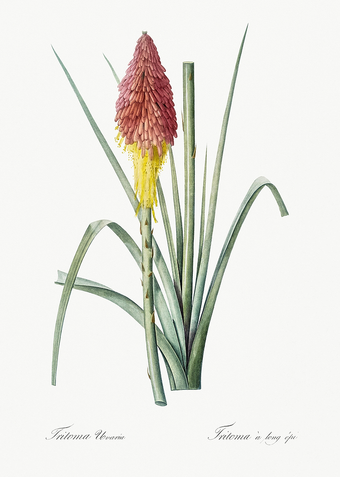 Tritoma Illustration From