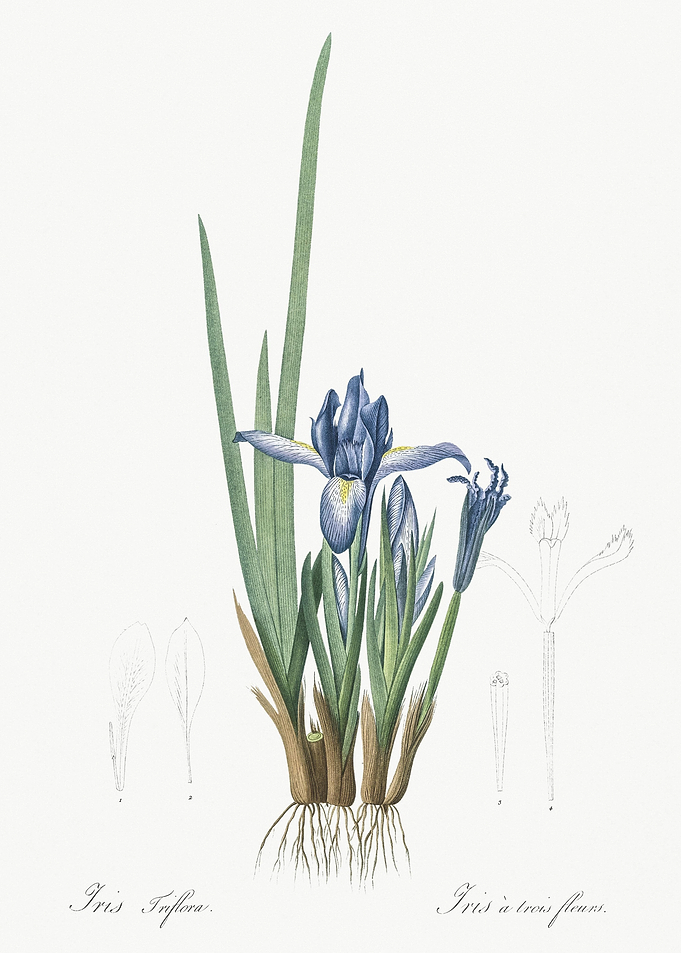 Milky Iris Illustration Fr