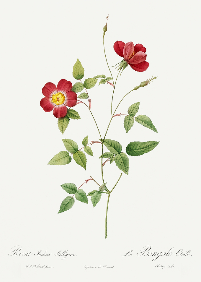 Les Roses 1824 HQ Original