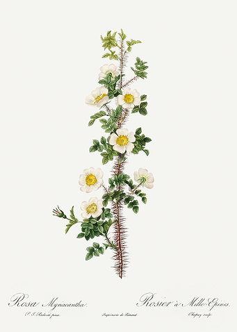 Les Roses 1824 HQ Original