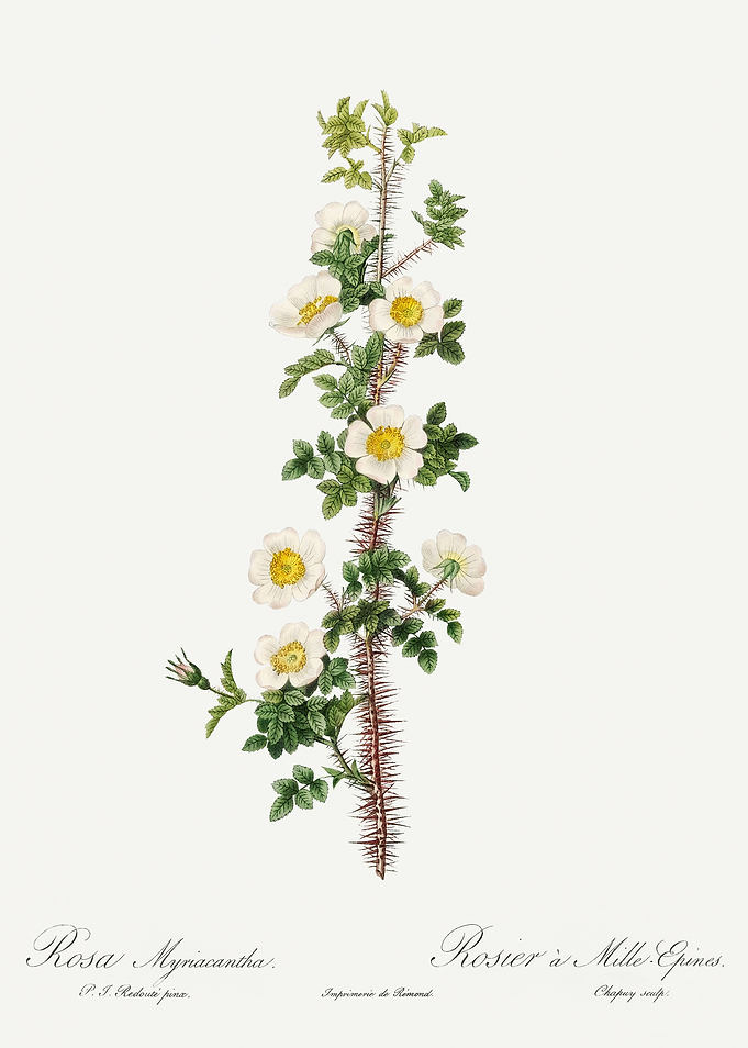 Les Roses 1824 HQ Original
