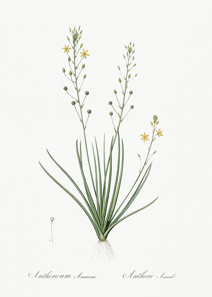 Bulbine Lily Illustration