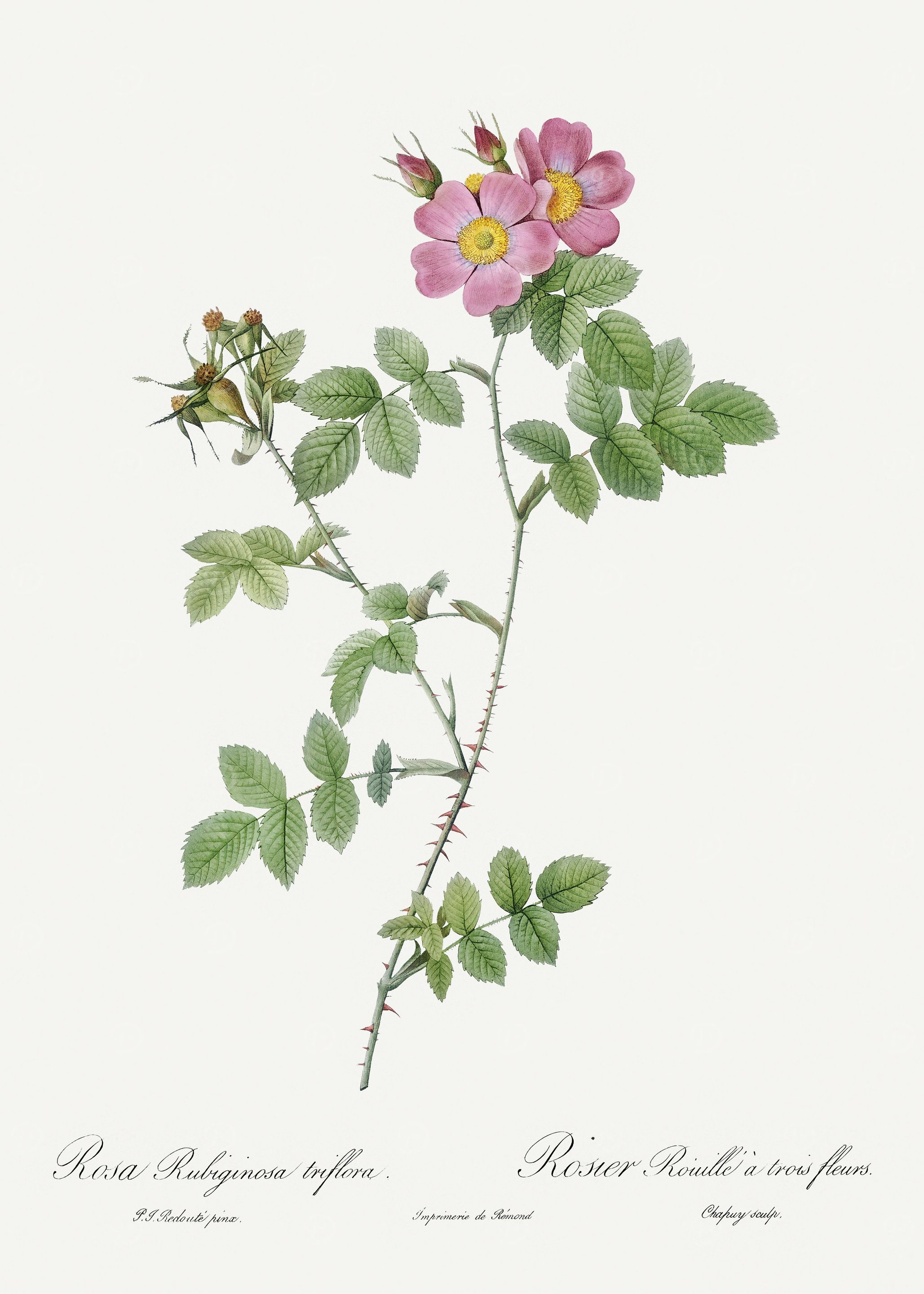 Les Roses 1824 HQ Original
