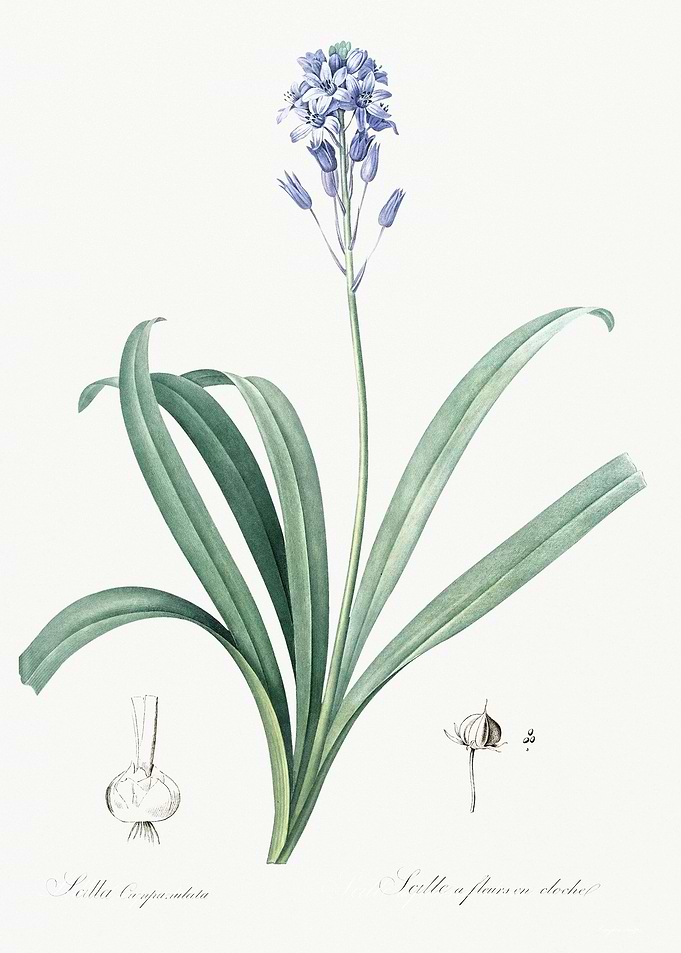 Spanish Bluebell Illustrat
