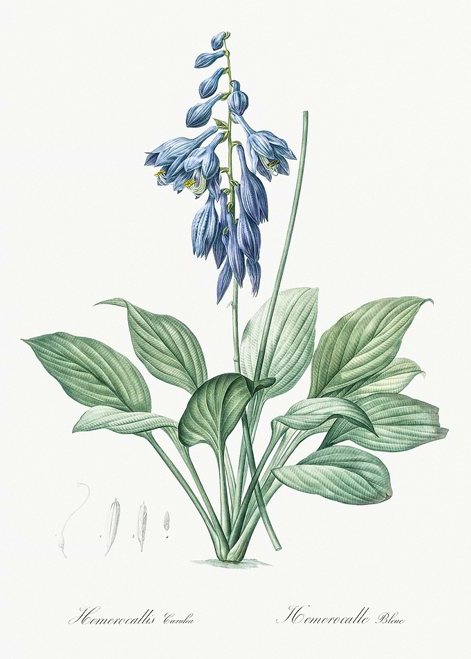 Daylily Illustration From