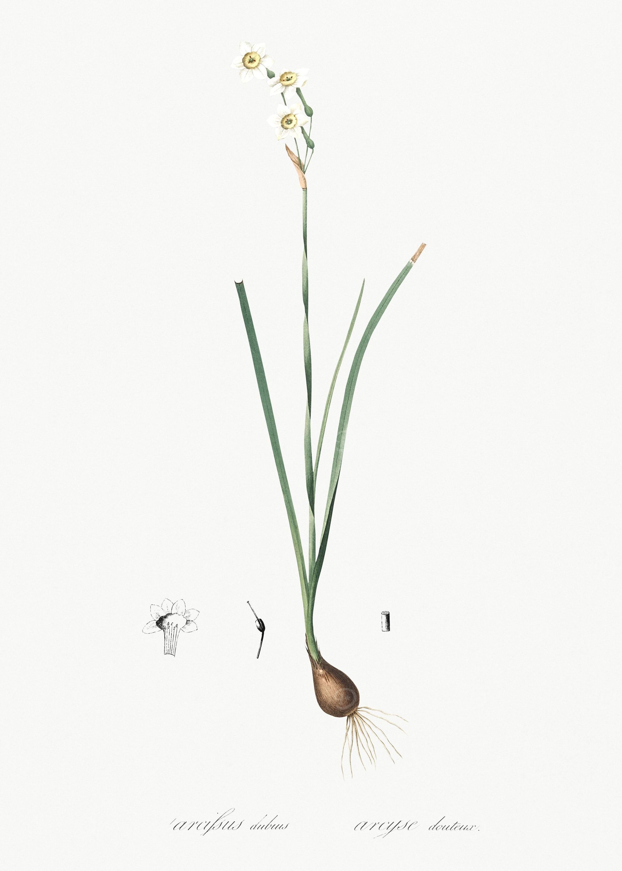 Species Daffodil Illustrat