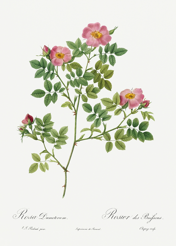 Les Roses 1824 HQ Original