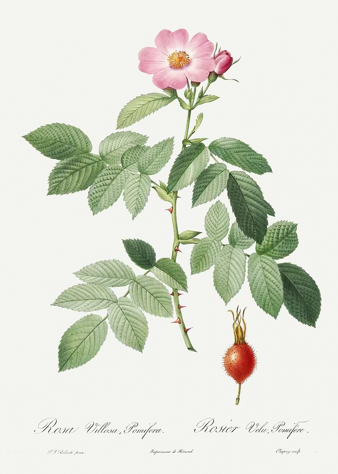 Les Roses 1824 HQ Original