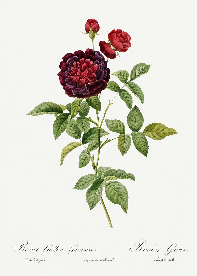 Les Roses 1824 HQ Original